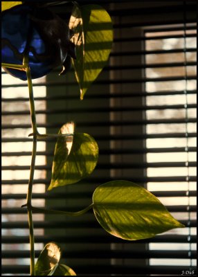 Verdure hivernale/Winter Greenery