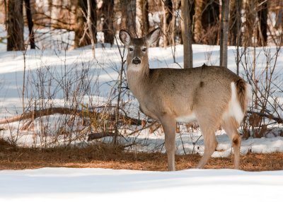 Cerf de Virginie/White-tailed Deer