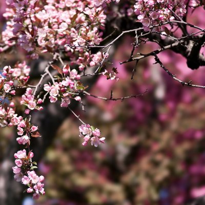 Branche fleurie/In Blossom