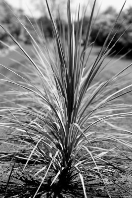 Punk vgtal/Vegetal Punk