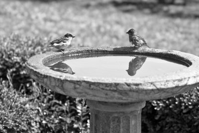 Moineaux au bain / Bathing Sparrows