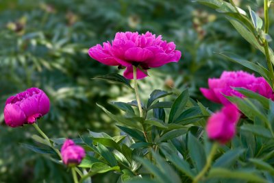 Pivoines / Peonies