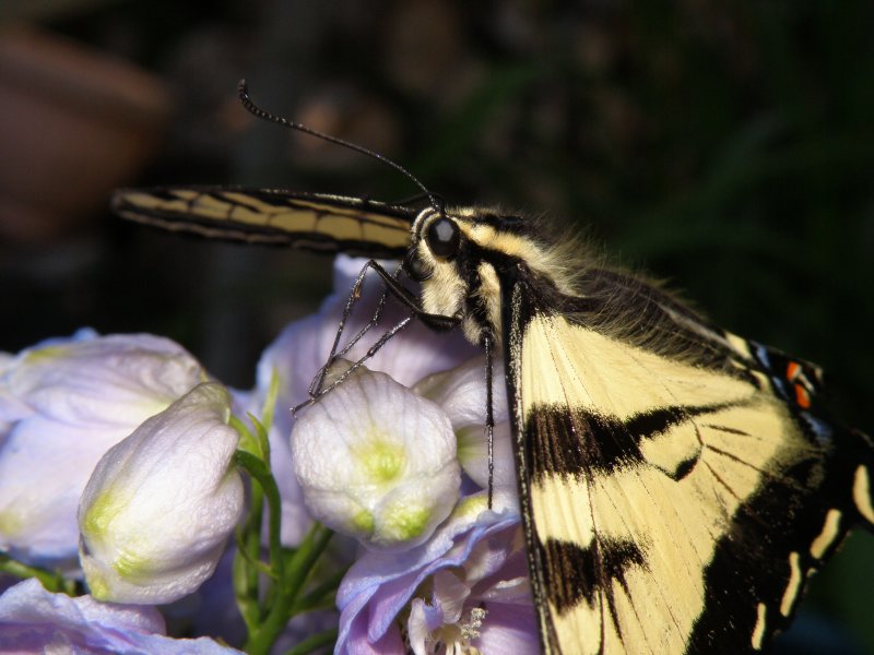 Western Swallowtail butterfly