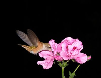  Hummingbird on geraniums