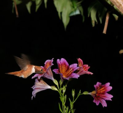 A male Rufous hummingbird