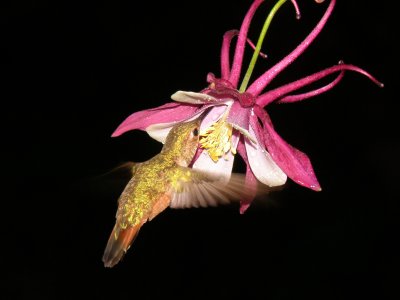 Female Rufous and Columbine