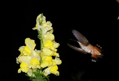 Rufous Hummingbird and snapdragons