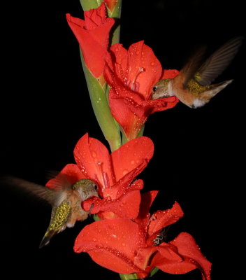 Rufous Hummingbirds Mama & Baby feeding on a glad
