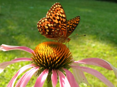 Beautiful Oregon Butterflies