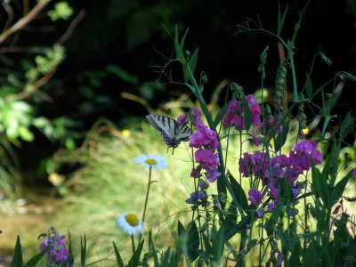 A swallowtail feeds on a wild Sweet Pea on  the edge of  Cow Creek