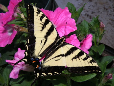 Western Swallowtail butterfly