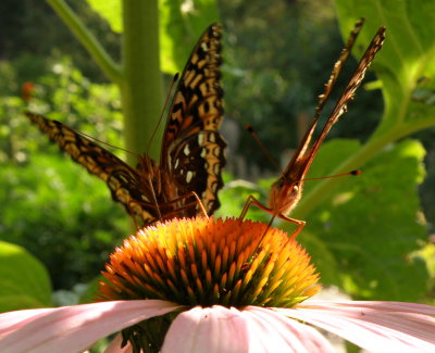 A male & female Great Spangled Fritillary Butterfly