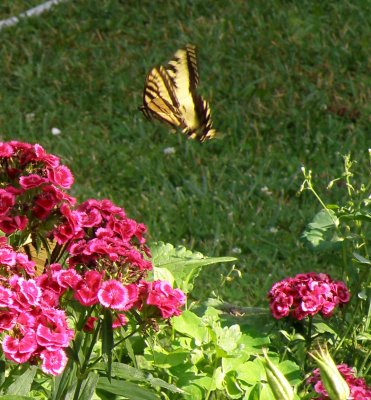 Western Swallowtail butterfly in flight