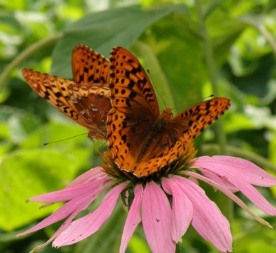 Great Spangled Fritillary male butterflies