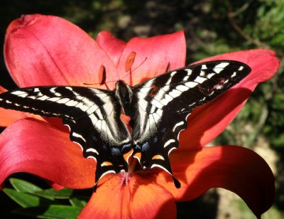 Western Swallowtail Butterfly