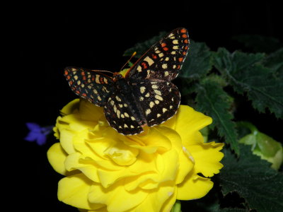  Snowberry Checkerspot Butterfly