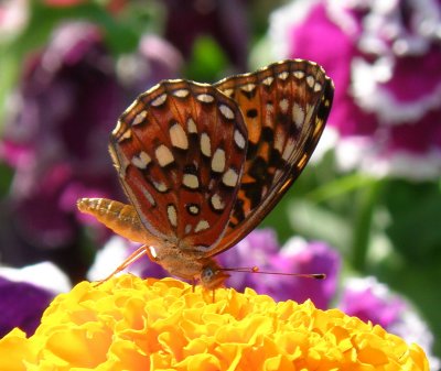 Great Spangled Fritillary male butterfly