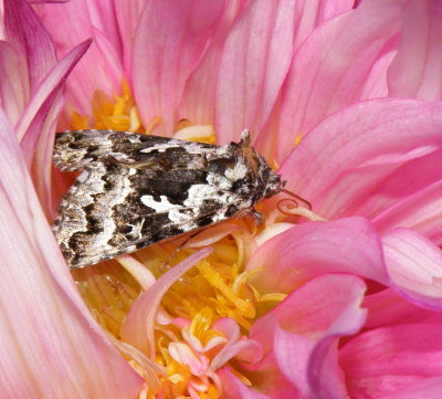 Moth with its proboscis around a dahlia petaloid