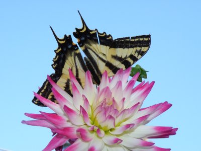 Western Swallowtail on Haley Jane Dahlia