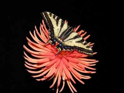 Cactus Dahlia with western Swallowtail Butterfly