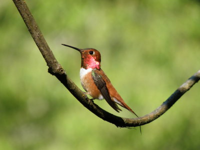 Male Rufous taking a break