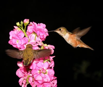 Two female Rufous Hummingbirds on Stock flowers