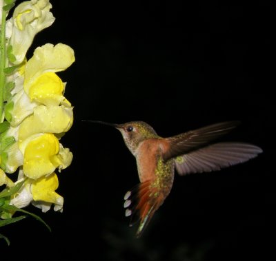 Rufous Hummingbird having fun with a snapdragons