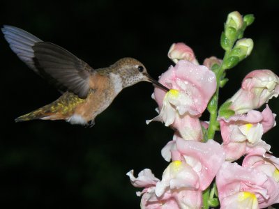 Rufous Hummingbird feeding on snapdragons