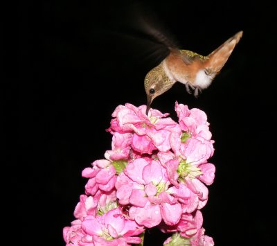(hummingbirds,2)