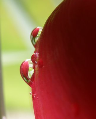 Two raindrops with two red tulips,