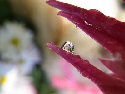 Dutchie the poodle in a big raindrop in the flower garden
