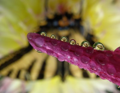 Swallowtail   butterflies in six raindrops that hang from a cactus Dahlia