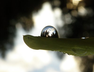 View from my house in a raindrop