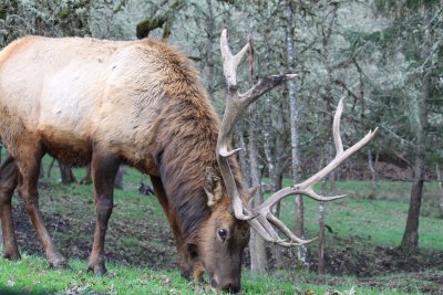 Roosevelt elk