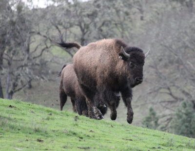 Buffalos on the run