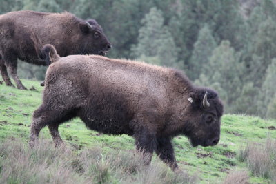 Buffalos on the run