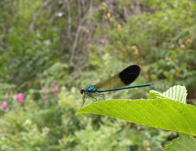 Dragonflies and damselflies