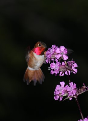 Hummingbirds dancing on spring flowers