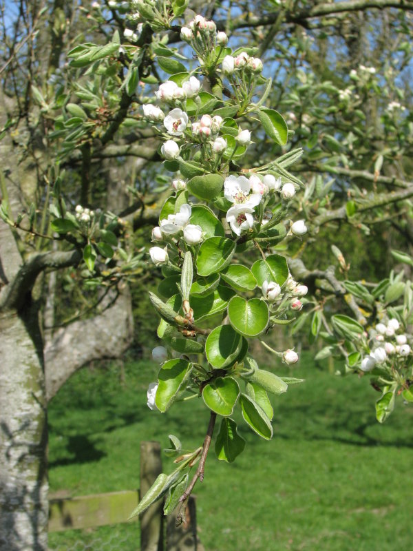 Perry Pear in blossom