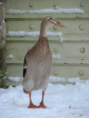 Cold Runner Duck, January 2010