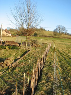 Vegetable garden extension hedge, February 2010