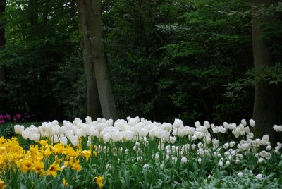 Kuekenhof066.JPG