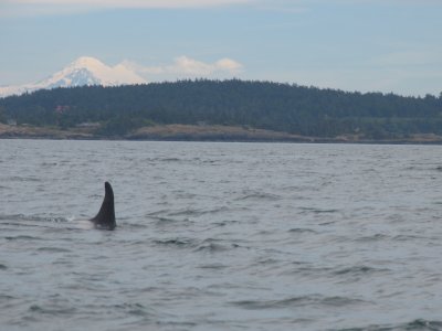 BC Killer whale/Mt Baker Washington State