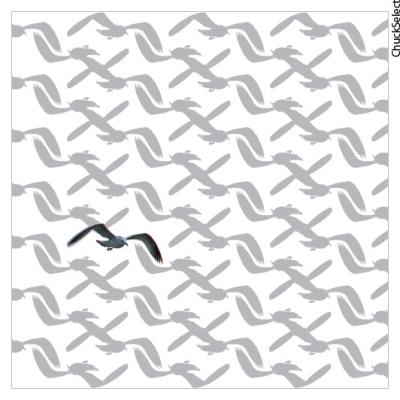 birddeplicatedrevisedsmall.jpg