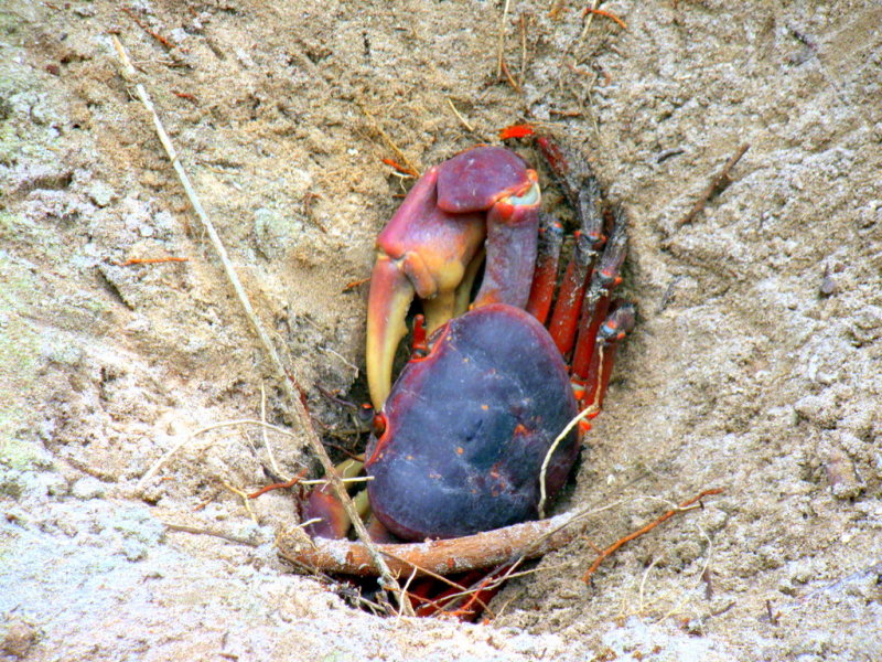 Red crab - bad camouflage