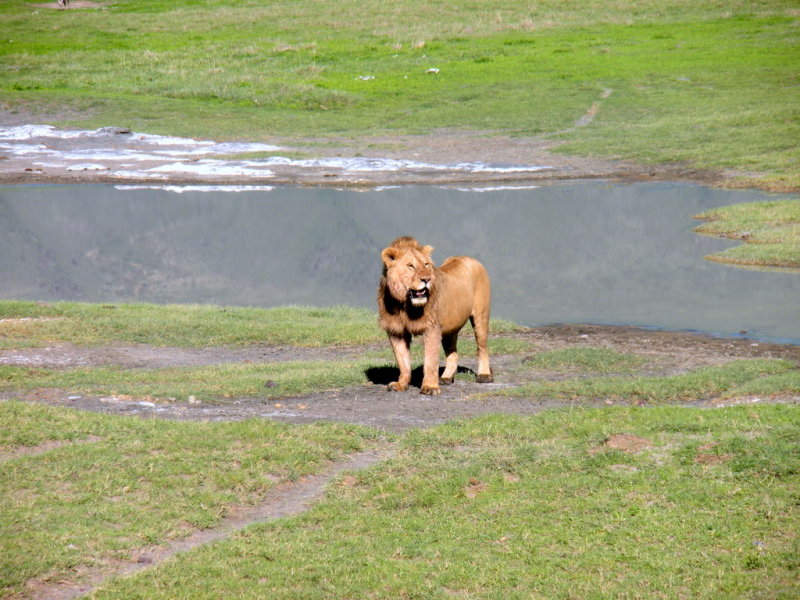 Ngorongoro: Kind of unhappy on this one