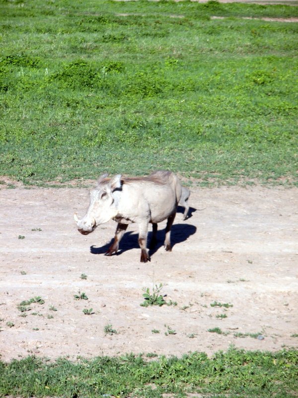 Warthog leader