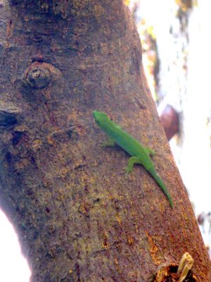 Bright green lizard (again, probably not the real name)