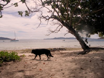 The only canine on the Seychelles