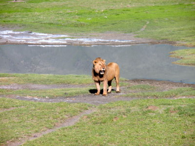 Ngorongoro: Kind of unhappy on this one